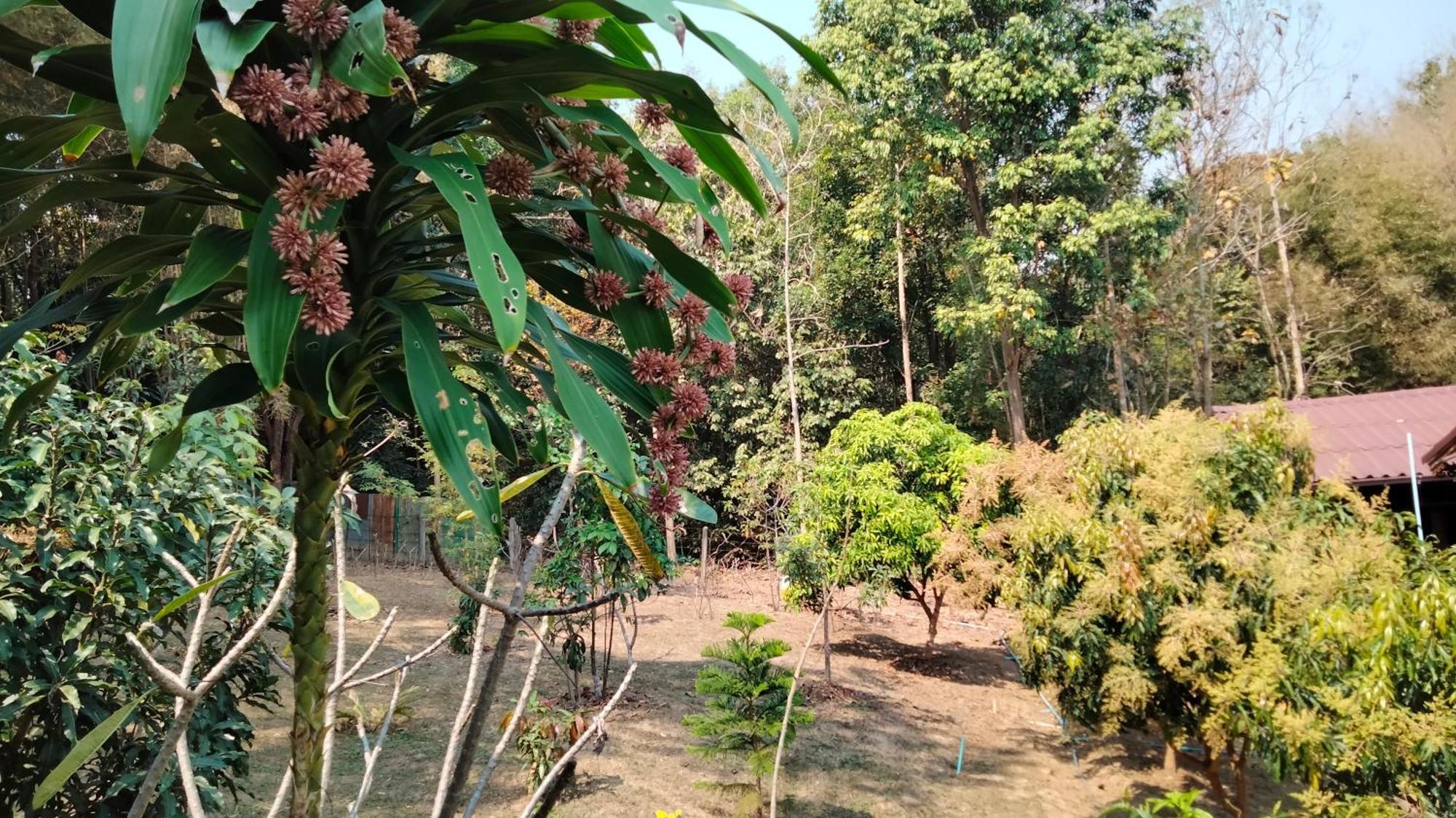 Ban Suan Nai Fun Homestay Pua Exteriör bild